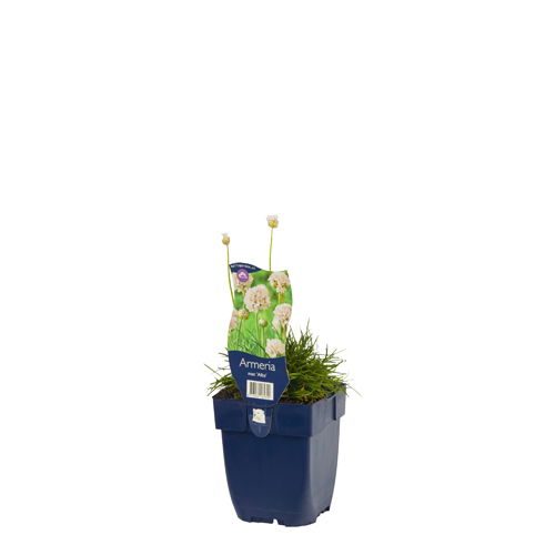 https://cdn.warentuin.nl/media/catalog/product/S/C/SCAN8713469165310_01_armeria_mar_alba_griffioen_e429.jpg