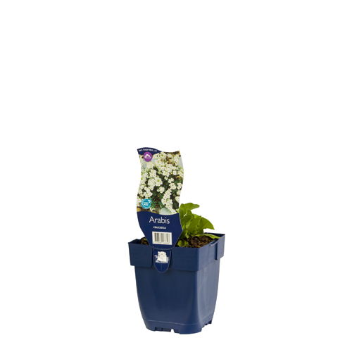 https://cdn.warentuin.nl/media/catalog/product/S/C/SCAN8713469166898_01_arabis_caucasica_griffioen_ca98.jpg