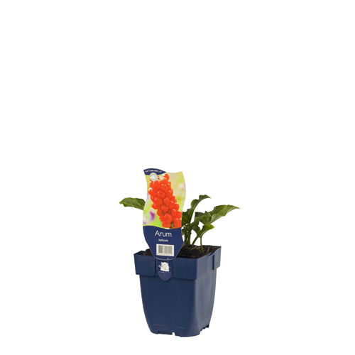 https://cdn.warentuin.nl/media/catalog/product/S/C/SCAN8713469169011_01_arum_italicum_griffioen_67c2.jpg