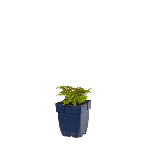 https://cdn.warentuin.nl/media/catalog/product/S/C/SCAN8713469169257_aruncus_aethusifolius_griffioen_7151.jpg