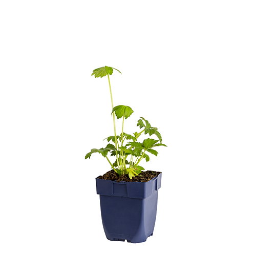 https://cdn.warentuin.nl/media/catalog/product/S/C/SCAN8713469207737_astrantia_major_rosensinfonie_griffioen_6bc9.JPG