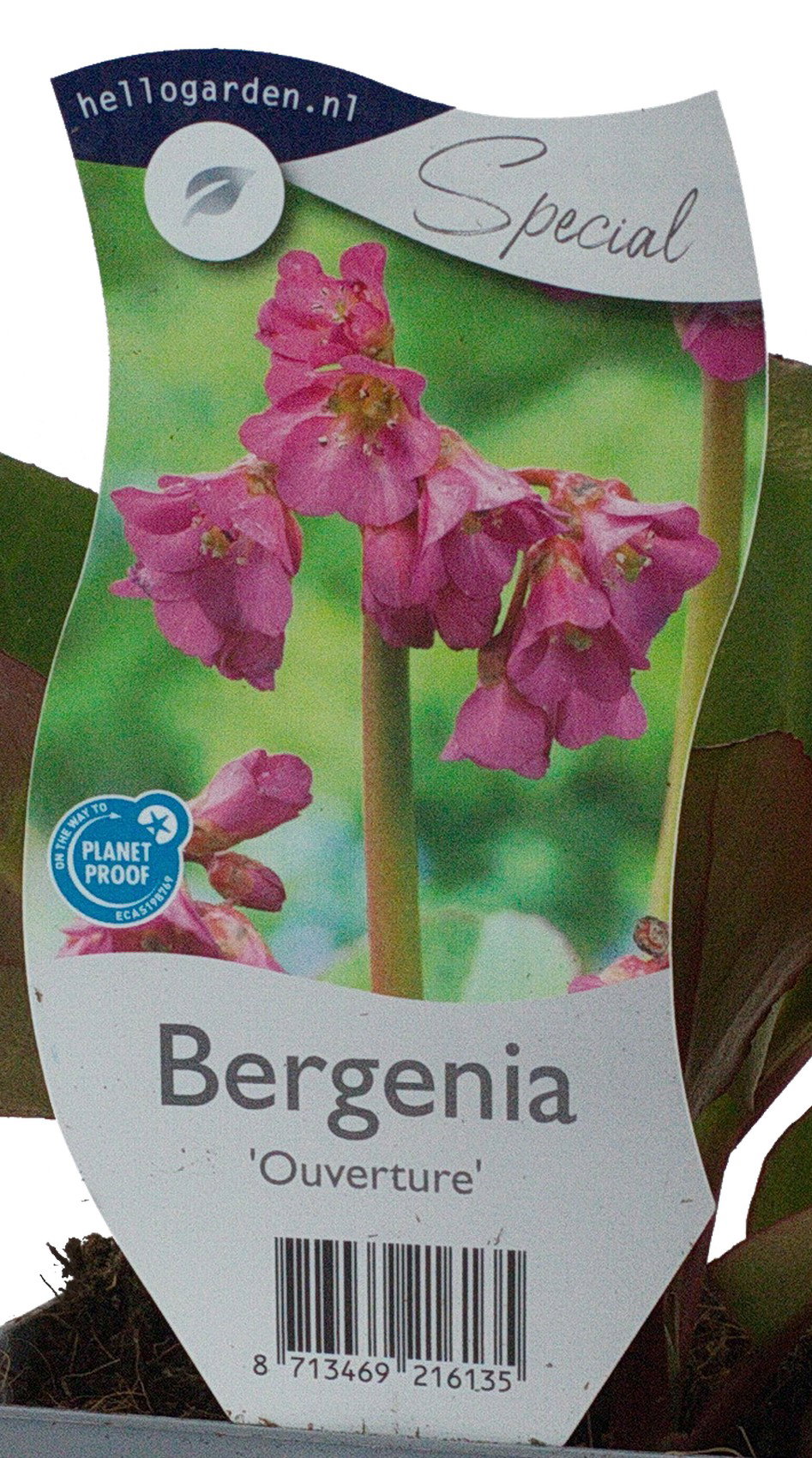 Bergenia Ouverture Griffioen - Griffioen