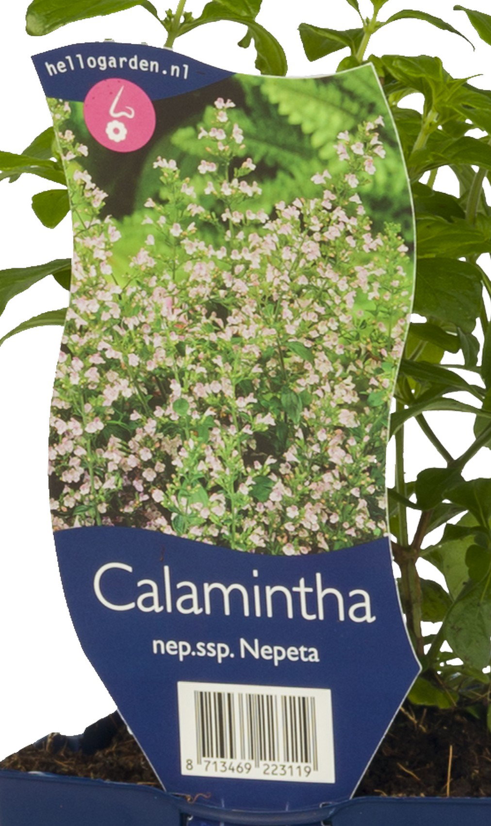 Calamintha nepeta ssp. Nepeta vaste plant Griffioen - Griffioen