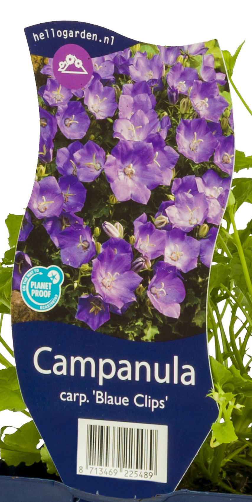 Campanula carp. Blaue Clips vaste plant Griffioen - Griffioen