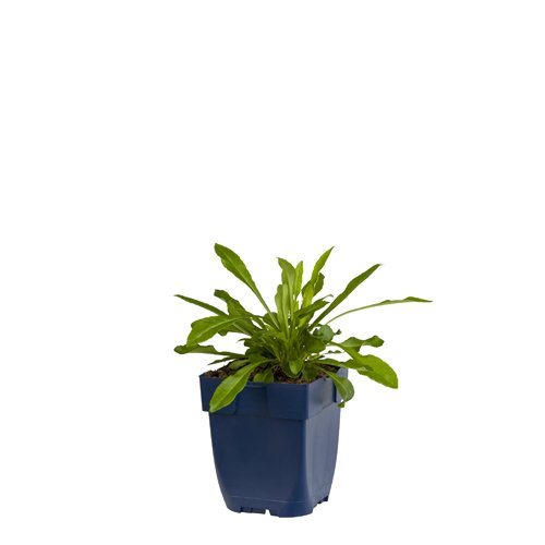 Campanula persicifolia - Griffioen