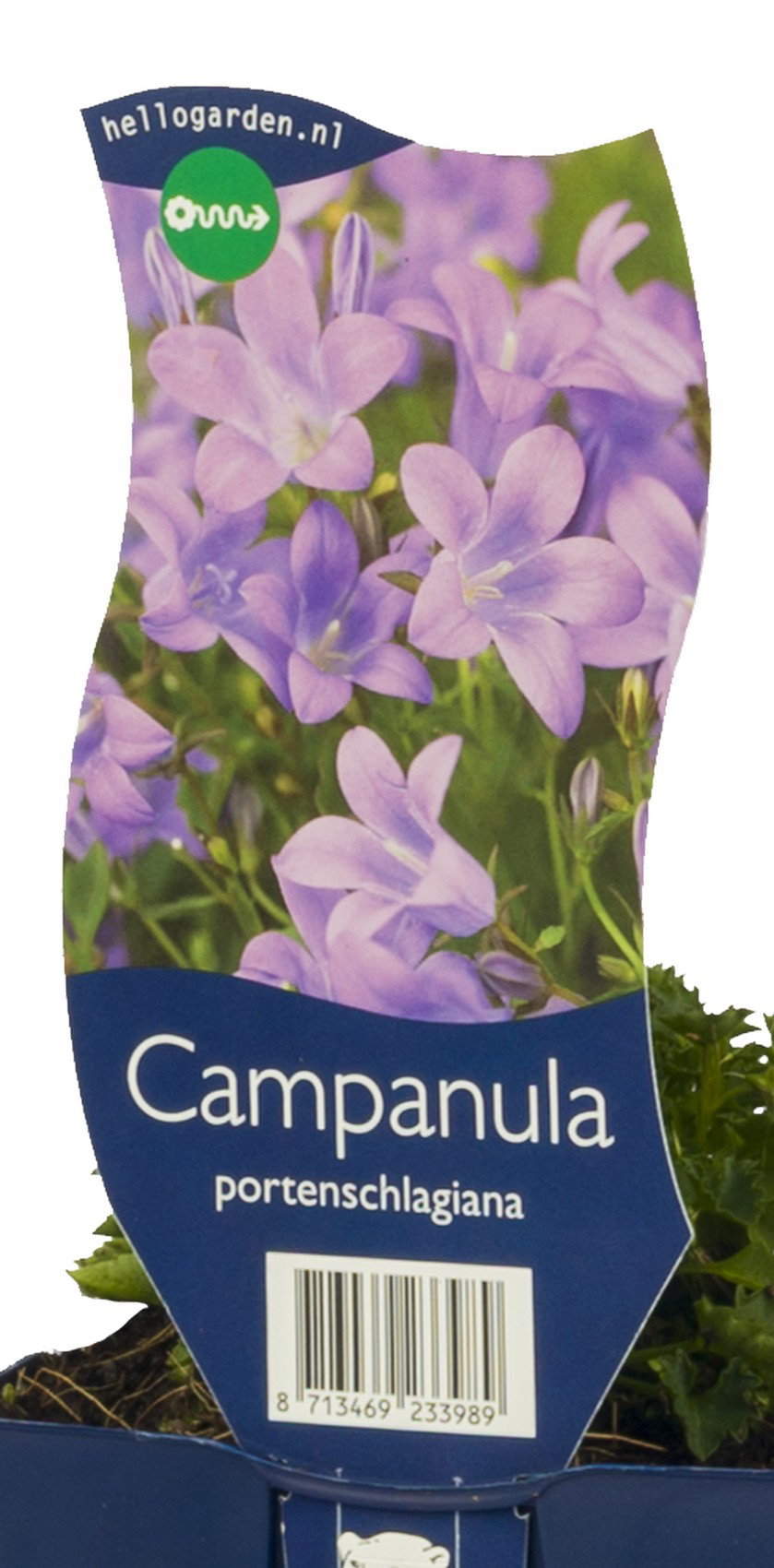 Campanula portenschlagiana vaste plant Griffioen - Griffioen