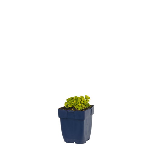 https://cdn.warentuin.nl/media/catalog/product/S/C/SCAN8713469238823_campanula_dicksons_gold_griffioen_ffab.jpg