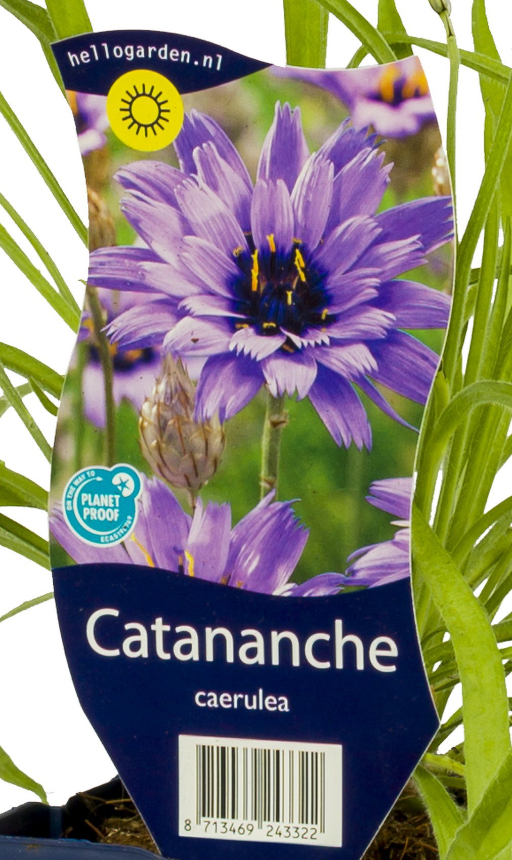 Catananche caerulea vaste plant Griffioen - Griffioen