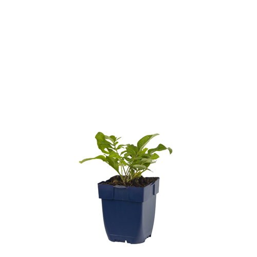 https://cdn.warentuin.nl/media/catalog/product/S/C/SCAN8713469243803_centaurea_dealbata_griffioen_8d24.jpg
