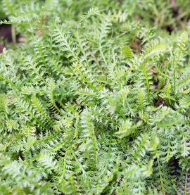 Leptinella squalida Griffioen - Griffioen