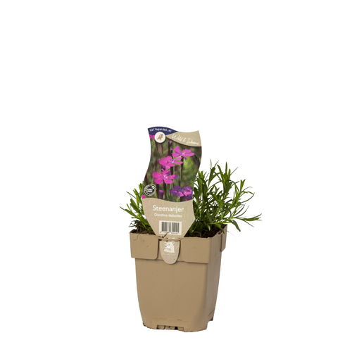 https://cdn.warentuin.nl/media/catalog/product/S/C/SCAN8713469304245_01_steenanjer_griffioen_aa0d.JPG