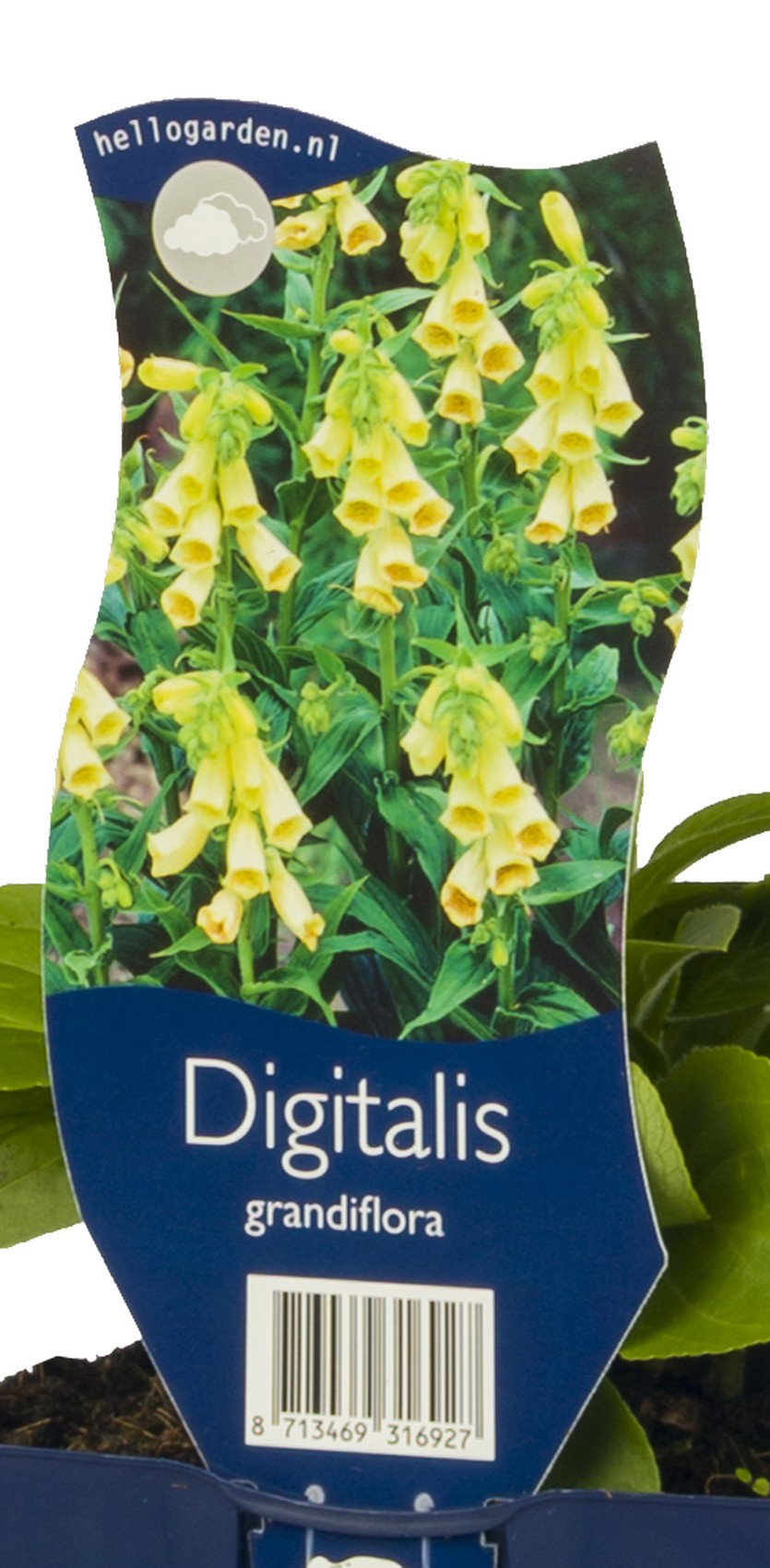 Digitalis grandiflora vaste plant Griffioen - Griffioen