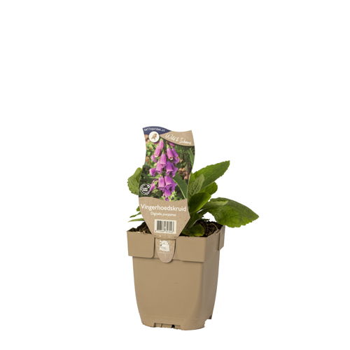 https://cdn.warentuin.nl/media/catalog/product/S/C/SCAN8713469317443_01_vingerhoedskruid_griffioen_5dfa.jpg