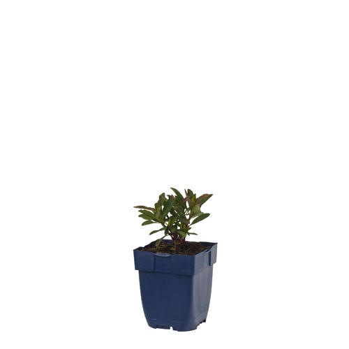 Euphorbia amygd. 'Purpurea' - Griffioen