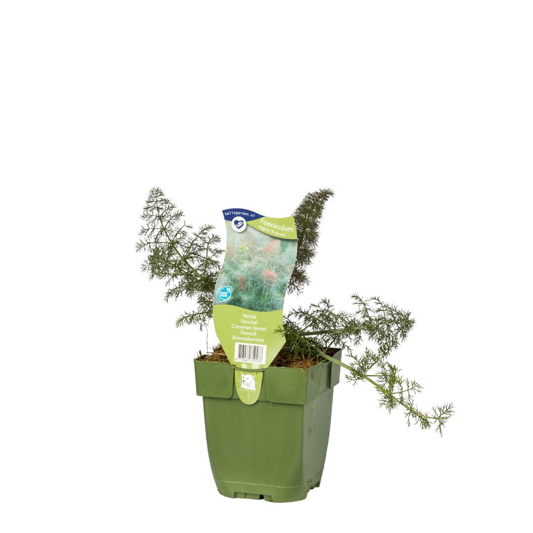 https://cdn.warentuin.nl/media/catalog/product/S/C/SCAN8713469350488_griffioen_kruiden_venkel_kruid_foeniculum_vulgare_rubrum_f22b.JPEG