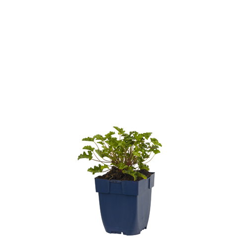 https://cdn.warentuin.nl/media/catalog/product/S/C/SCAN8713469360609_geranium_japfu_griffioen_8abf.jpg
