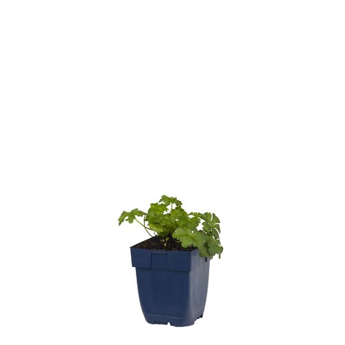 Ooievaarsbek (Geranium cant.) 'Cambridge' | 1 stuk | Bodembedekker | vermijd onkruid | grondbedekker | 11x11 cm Kwekerspot | winterhard | Roze | 100% Bloeigarantie | QFB Gardening