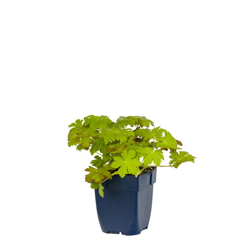 https://cdn.warentuin.nl/media/catalog/product/S/C/SCAN8713469365376_geranium_macrorrhizum_griffioen_95b5.jpg