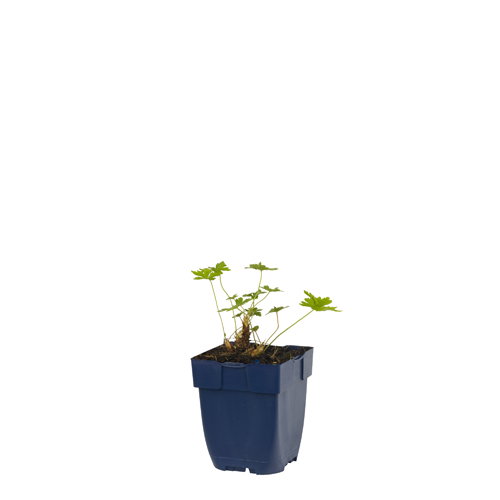 https://cdn.warentuin.nl/media/catalog/product/S/C/SCAN8713469367158_geranium_magnificum_griffioen_74aa.jpg