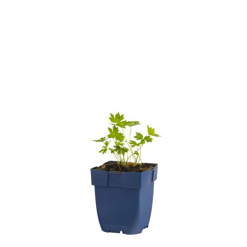 https://cdn.warentuin.nl/media/catalog/product/S/C/SCAN8713469369848_geranium_phaeum_griffioen_d4ea.JPG