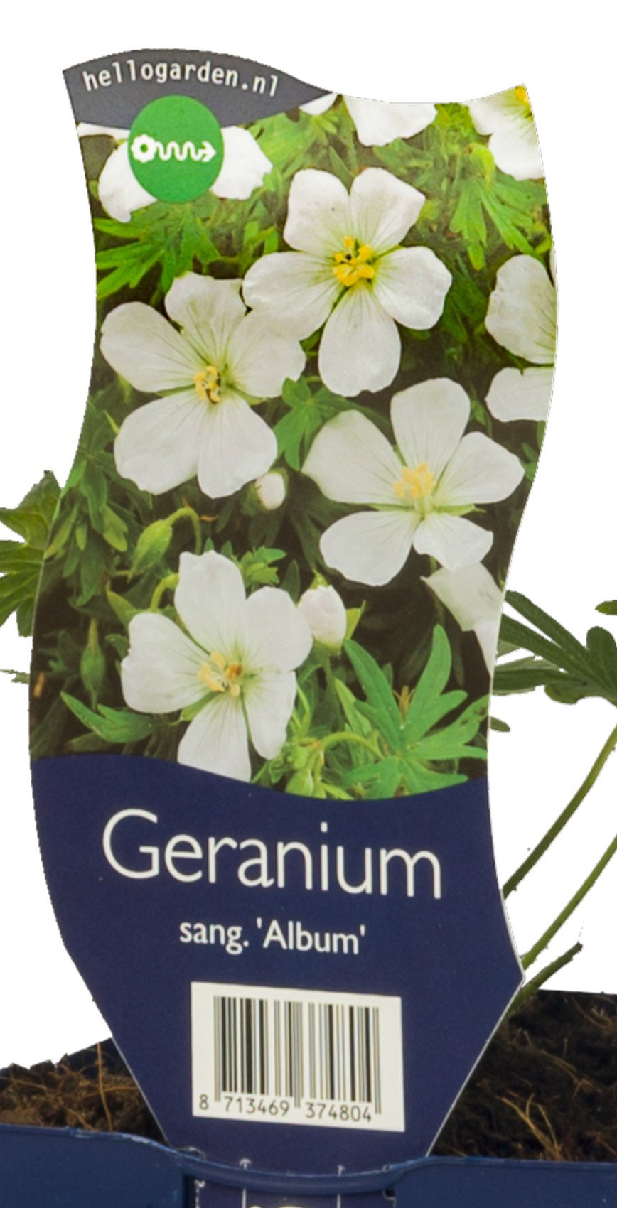 Geranium sang. Album vaste plant Griffioen - Griffioen