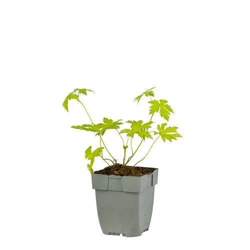 https://cdn.warentuin.nl/media/catalog/product/S/C/SCAN8713469380393_geranium_ann_folkard_griffioen_6bef.jpg