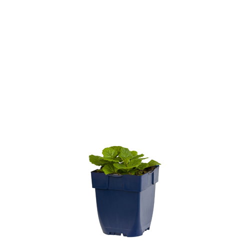 https://cdn.warentuin.nl/media/catalog/product/S/C/SCAN8713469380812_geum_chiloense_mrs_bradshaw_griffioen_8d25.jpg