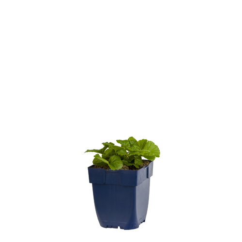 https://cdn.warentuin.nl/media/catalog/product/S/C/SCAN8713469382212_geum_chiloense_lady_stratheden_griffioen_f141.jpg