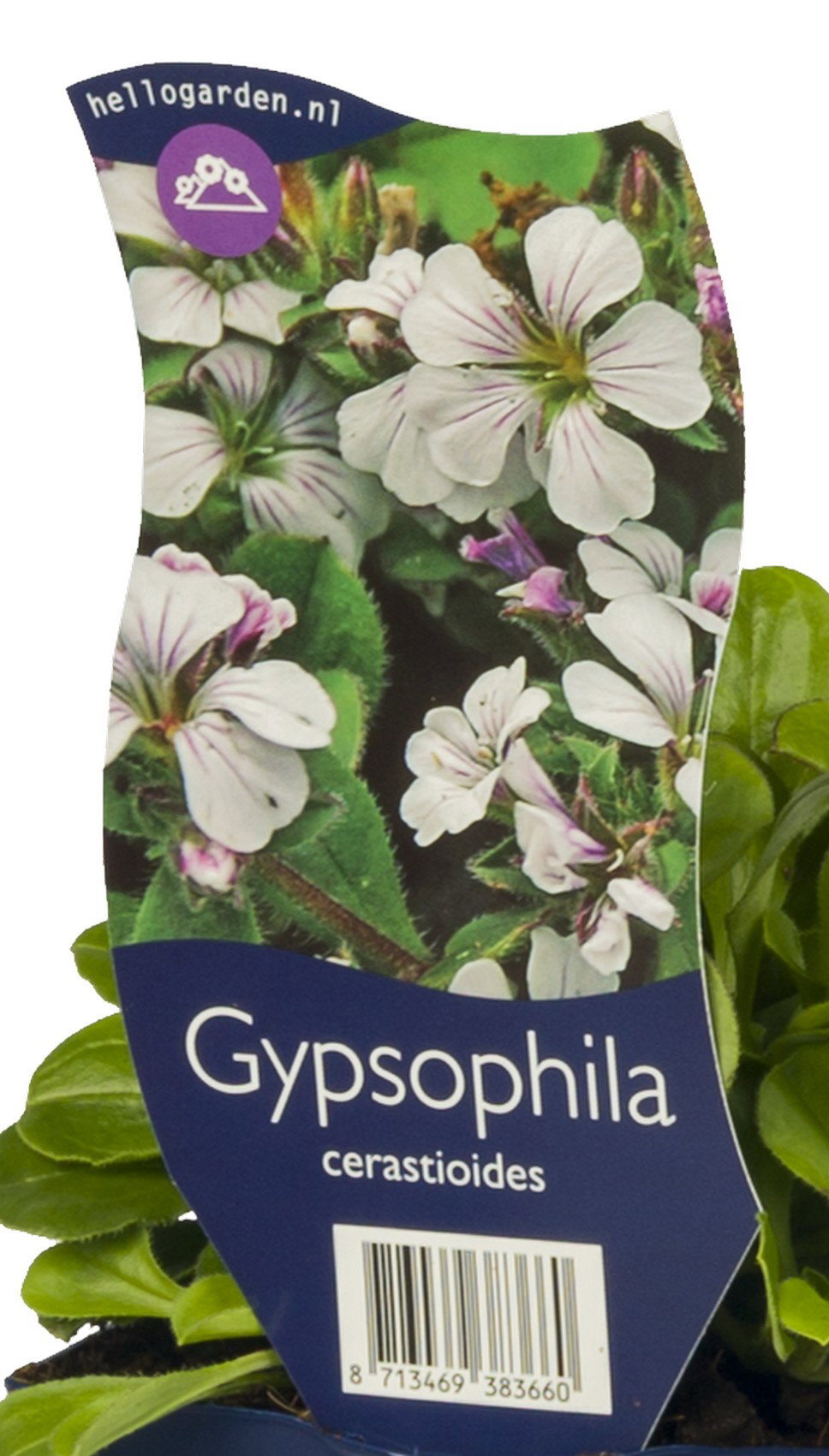 Gypsophila cerastioides vaste plant Griffioen - Griffioen