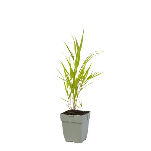 Hakonechloa macra - Griffioen