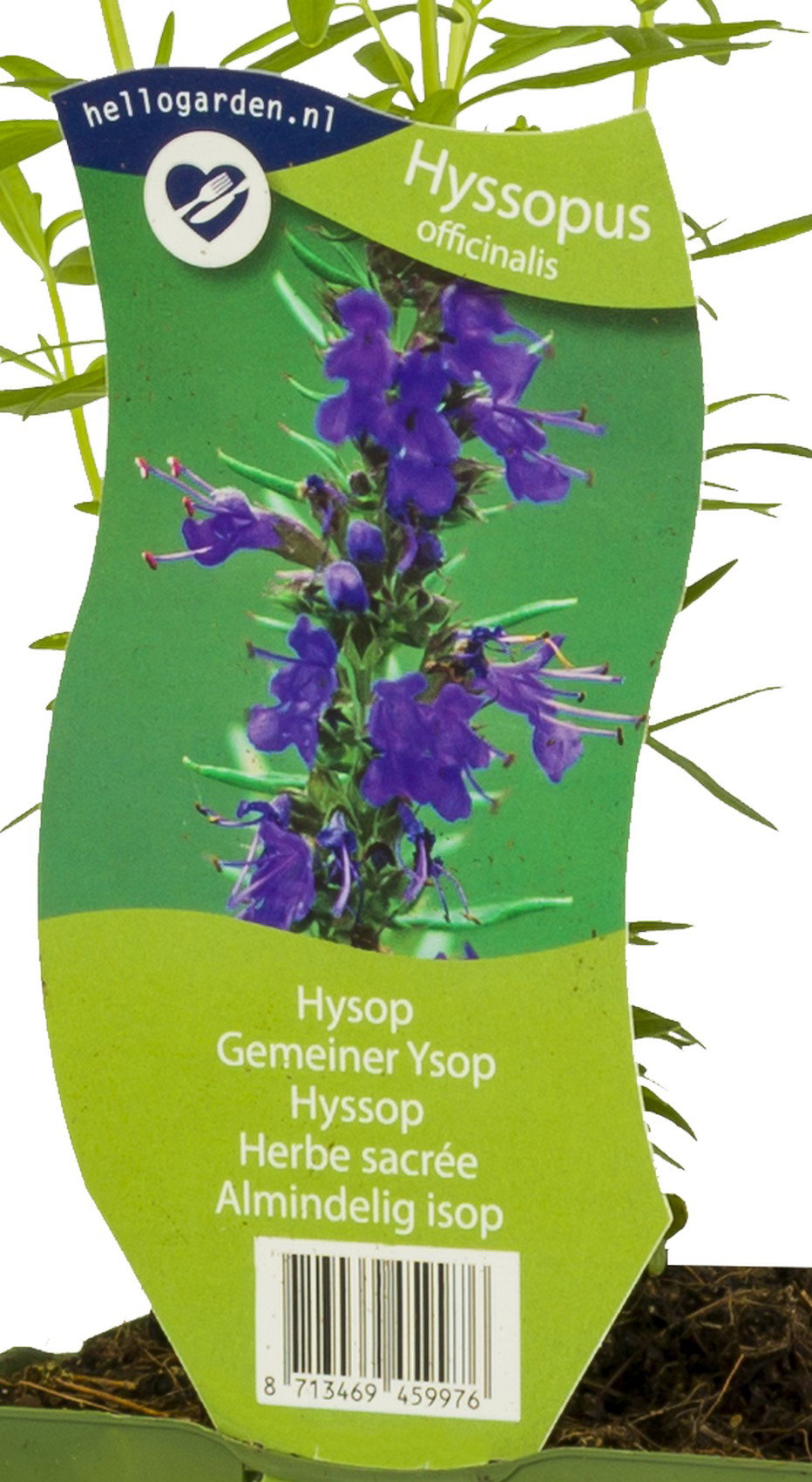 Hyssopus officinalis kruid Griffioen - Griffioen
