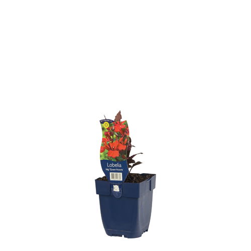 https://cdn.warentuin.nl/media/catalog/product/S/C/SCAN8713469547789_01_lobelia_fulgens_queen_victoria_griffioen_b684.jpg