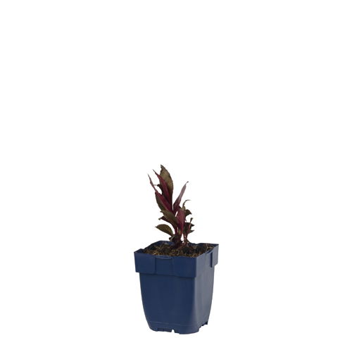 https://cdn.warentuin.nl/media/catalog/product/S/C/SCAN8713469547789_lobelia_fulgens_queen_victoria_griffioen_4b3f.jpg