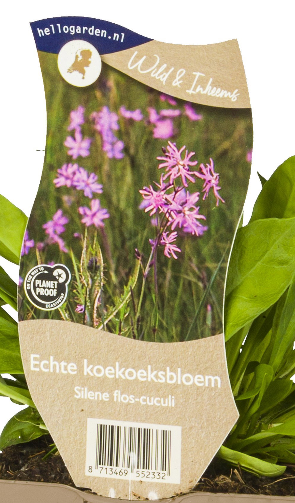 Echte koekoeksbloem vaste plant Griffioen - Griffioen