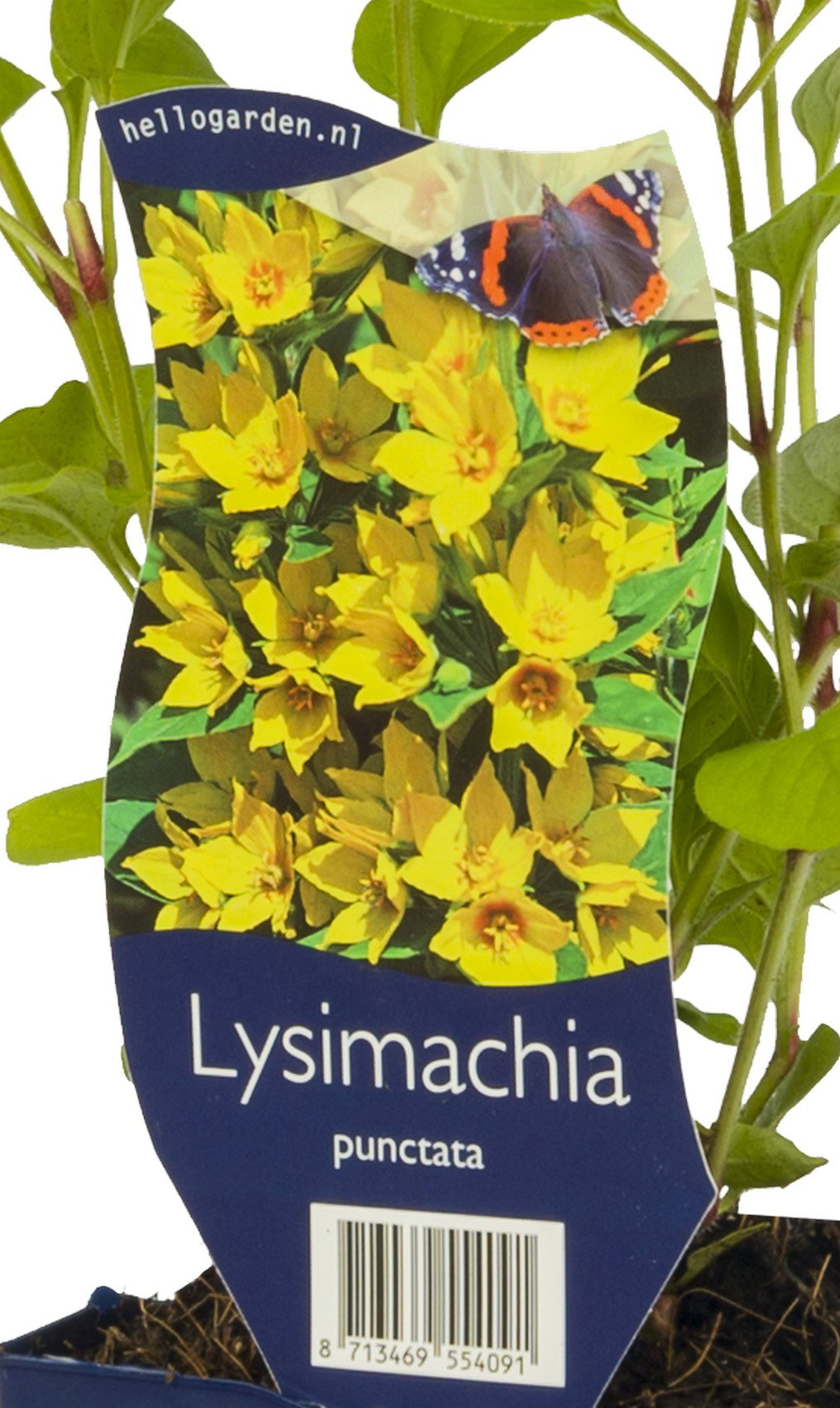Lysimachia punctata vaste plant Griffioen - Griffioen