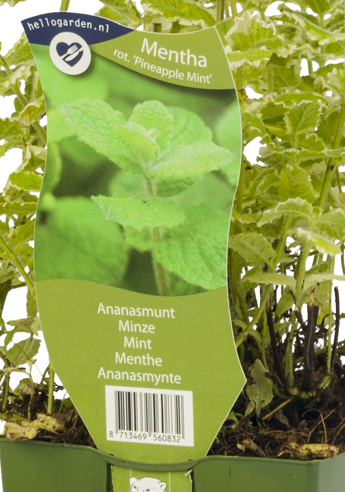 Ananasmunt Mentha rotundiflora Griffioen - Griffioen