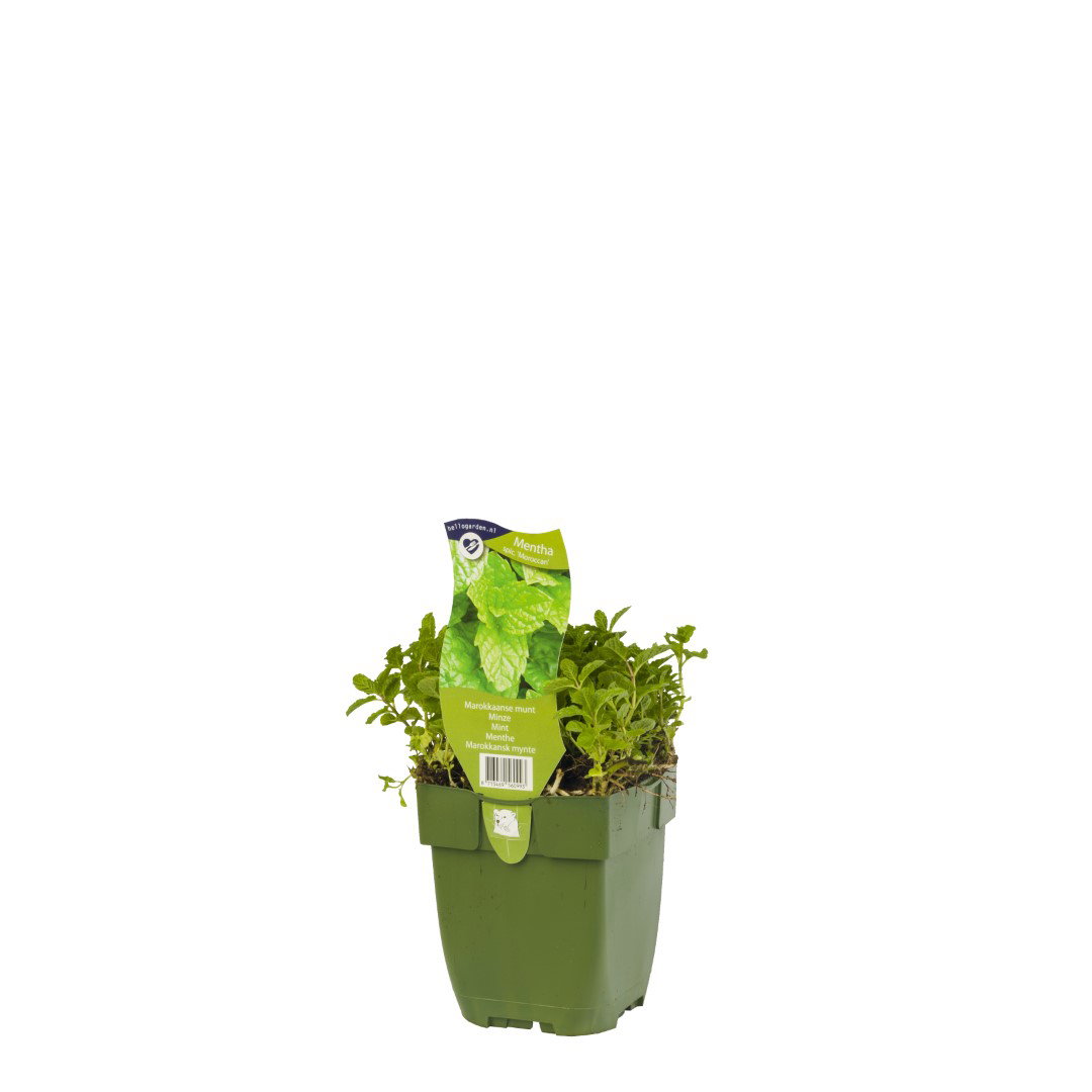 https://cdn.warentuin.nl/media/catalog/product/S/C/SCAN8713469560993_griffioen_kruiden_marokkaanse_munt_kruid_mentha_spicata_moroc_d9ae.jpg