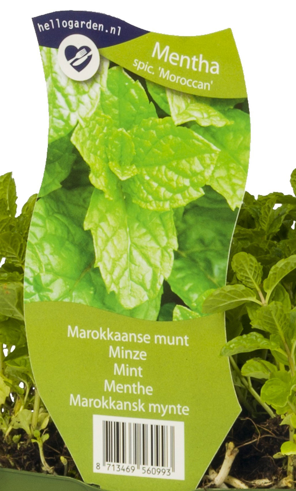 Marokkaanse munt kruid Mentha spicata Moroccan Griffioen - Griffioen