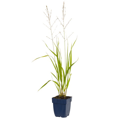 Molinia arund. Transparent vaste plant Griffioen - Griffioen