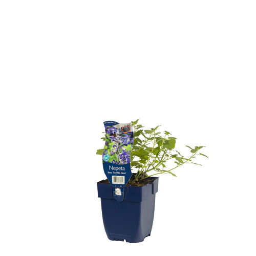 https://cdn.warentuin.nl/media/catalog/product/S/C/SCAN8713469578264_01_nepeta_faassenii_six_hills_giant_griffioen_ae30.jpg