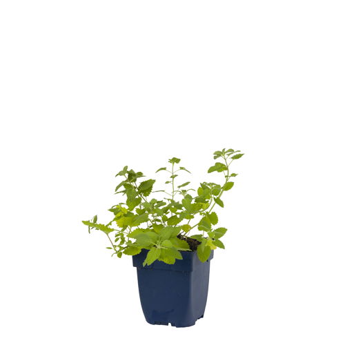 https://cdn.warentuin.nl/media/catalog/product/S/C/SCAN8713469578264_nepeta_faassenii_six_hills_giant_griffioen_2411.jpg