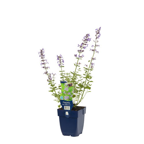https://cdn.warentuin.nl/media/catalog/product/S/C/SCAN8713469578523_01_nepeta_faassenii_walkers_low_griffioen_8420.jpg