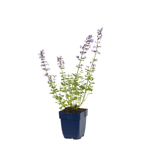 Nepeta faassenii 'Walker's Low' - Griffioen