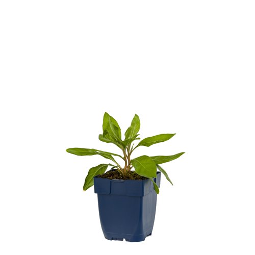 Oenothera macrocarpa - Griffioen