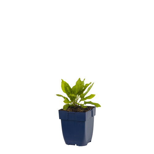 https://cdn.warentuin.nl/media/catalog/product/S/C/SCAN8713469585392_omphalodes_verna_griffioen_820e.jpg