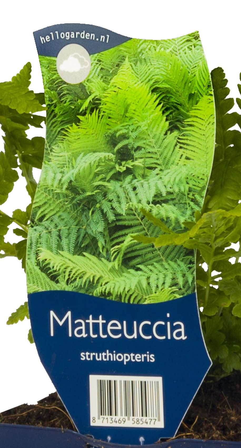 Matteuccia struthiopteris vaste plant Griffioen - Griffioen