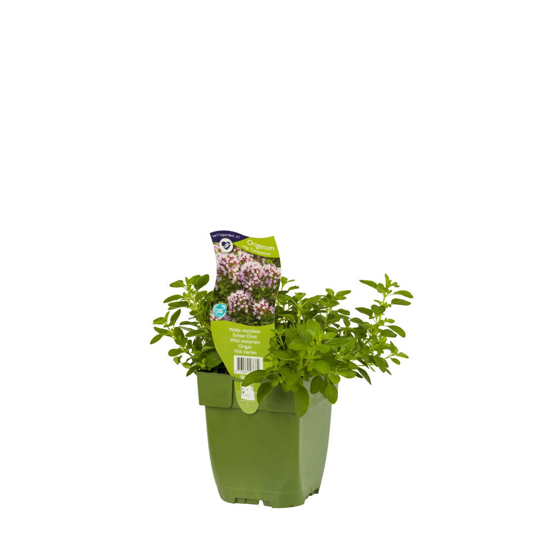 https://cdn.warentuin.nl/media/catalog/product/S/C/SCAN8713469587372_griffioen_kruiden_wilde_marjolein_kruid_origanum_vulgare_comp_16a7.jpg