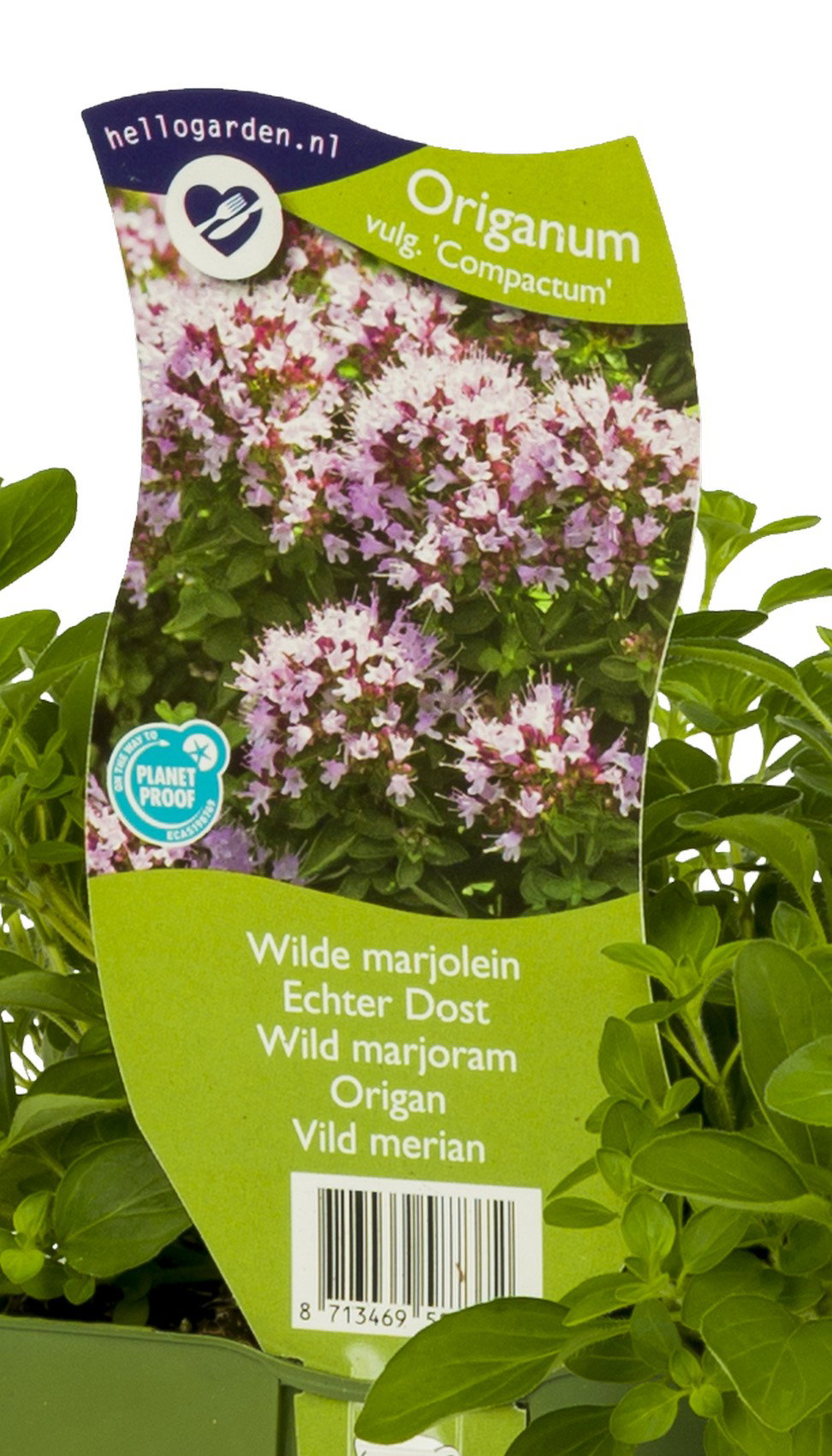 Wilde marjolein kruid Origanum vulgare Compactum Griffioen - Griffioen
