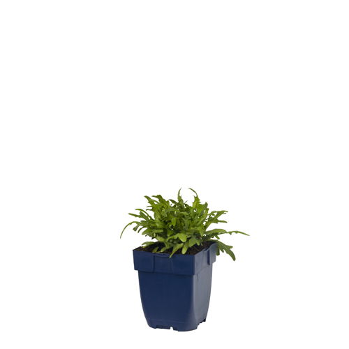 Bijenkorfje - Prunella grandiflora | 1 stuk | Bijen- en vlinderplant | Bijentuin | Rotsplant | plant voor rotstuin | alpine plant | Bodembedekker | vermijd onkruid | grondbedekker