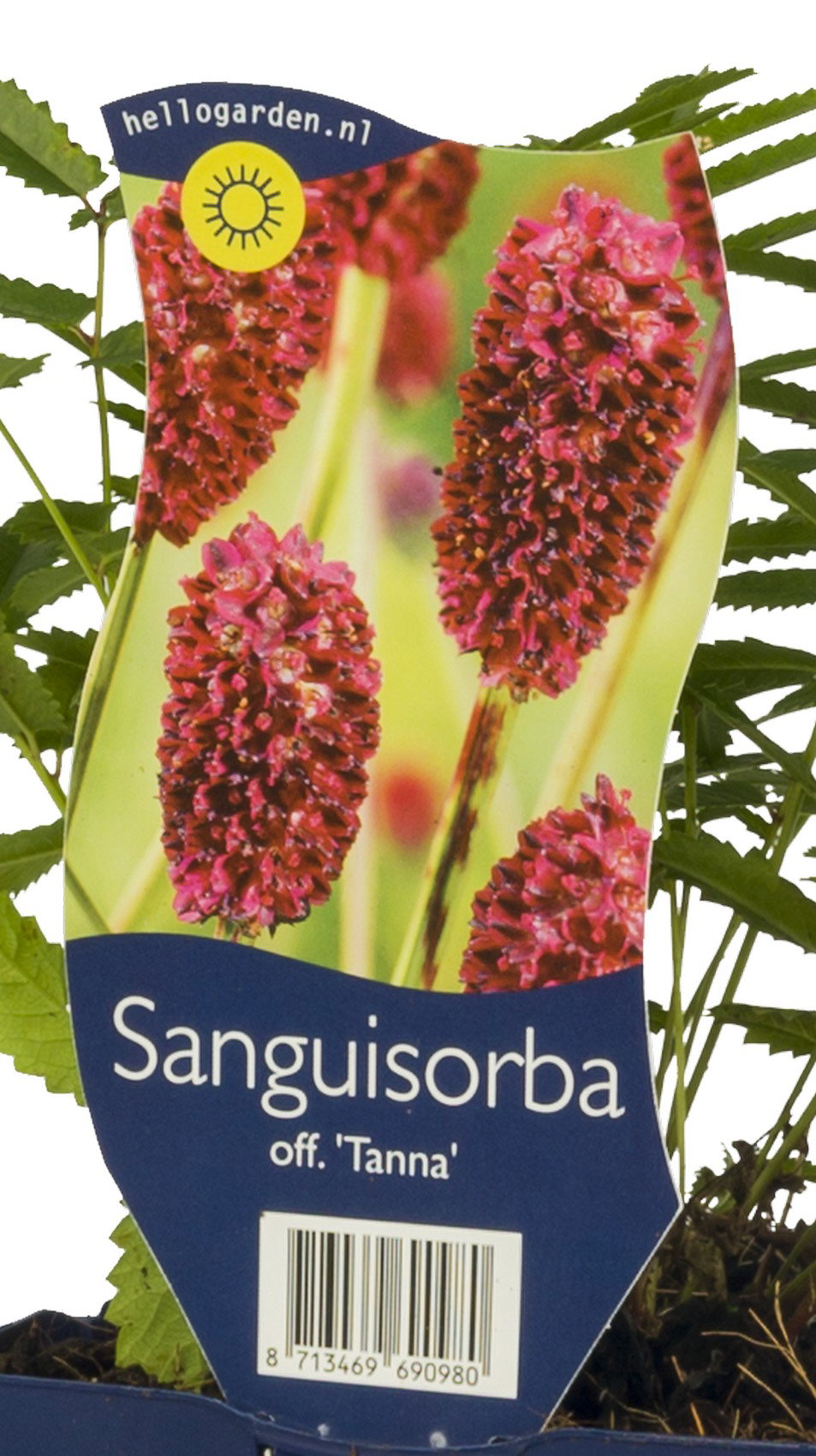 Sanguisorba off. Tanna vaste plant Griffioen - Griffioen